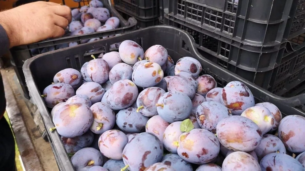 Śliwki - zbiory 2020