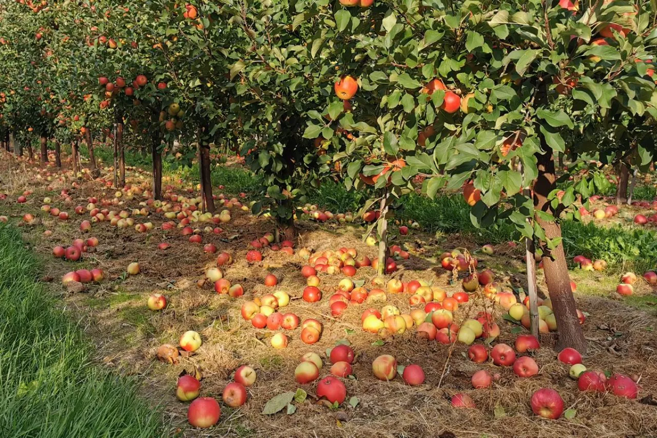 jabłka przemysłowe