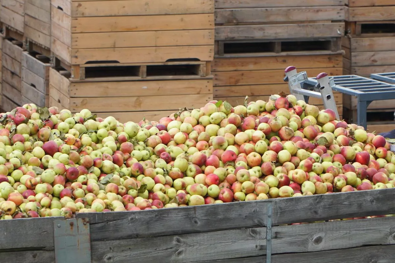jabłka przemysłowe