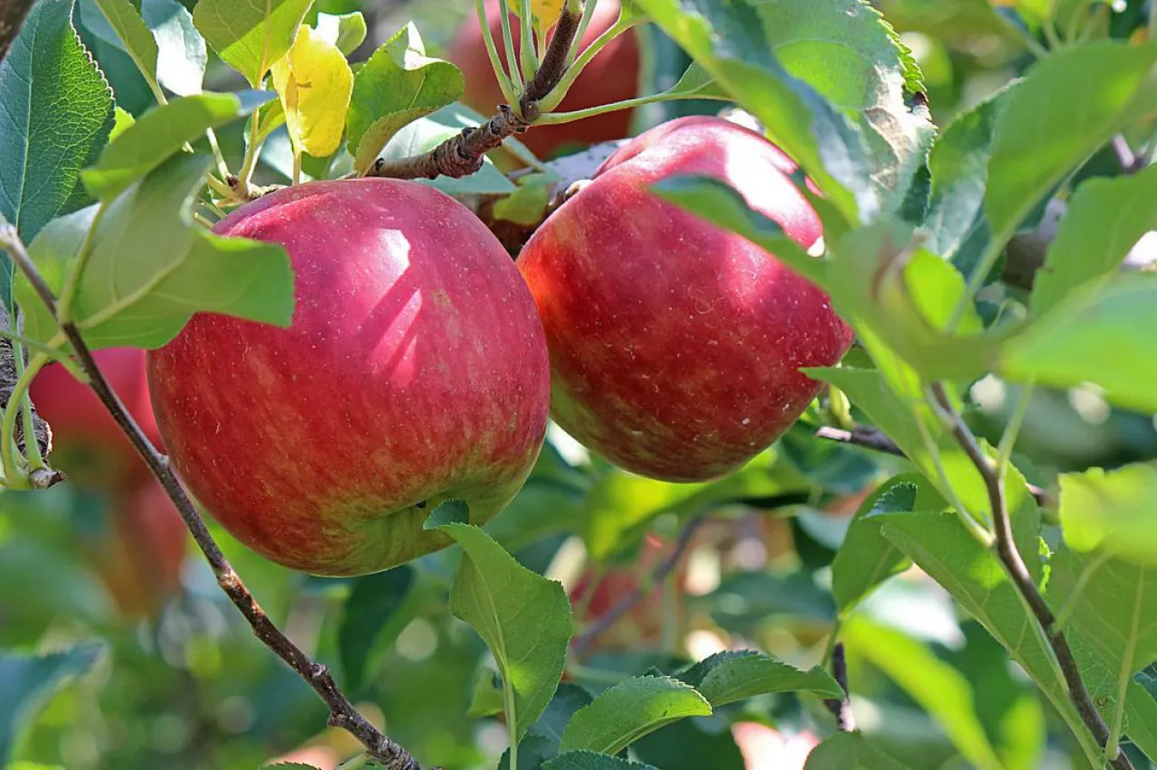 jabłka na drzewie