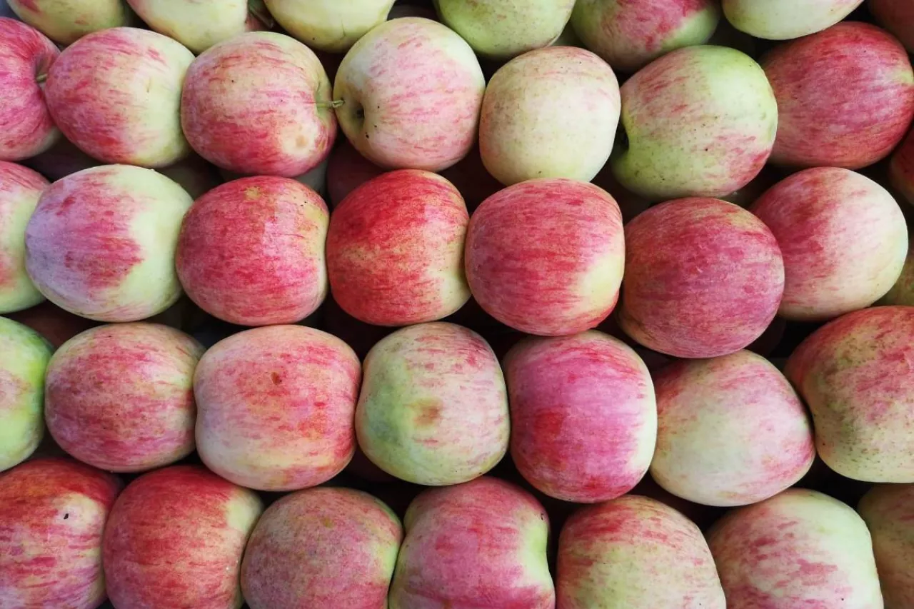 pierwsze ceny odmiany piros