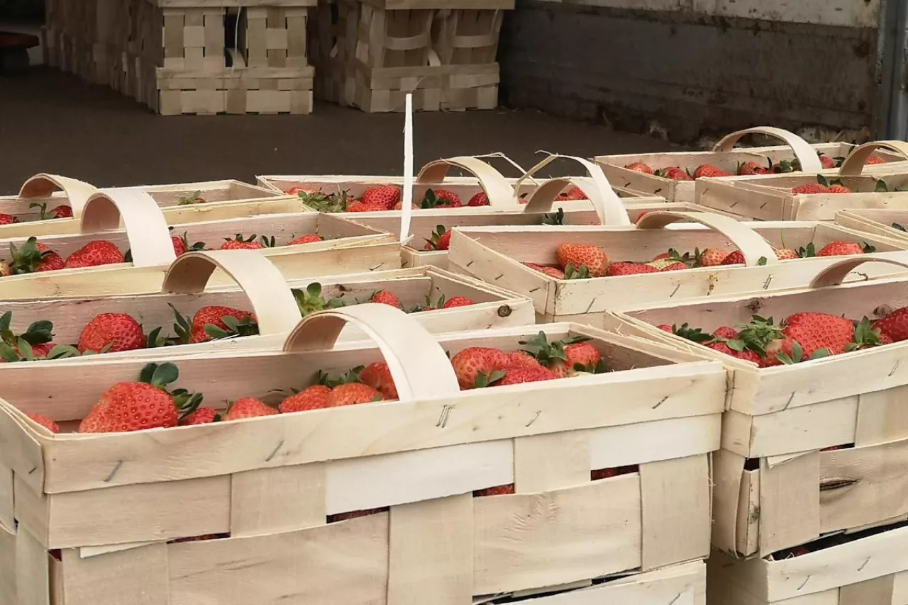 truskawki w łubiankach