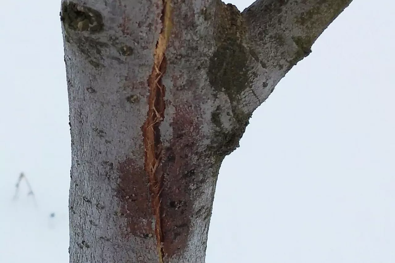 uszkodzenia w sadach, popękana kora