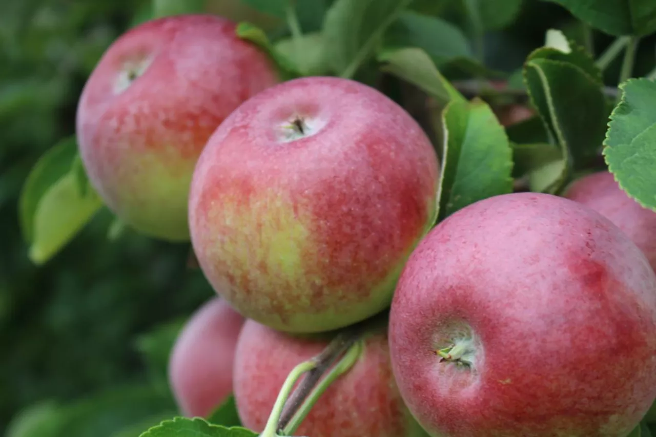 ceny jabłek deserowych