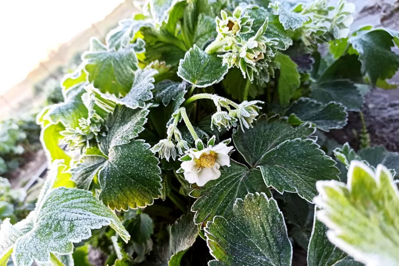 przymrozki na plantacjach truskawek