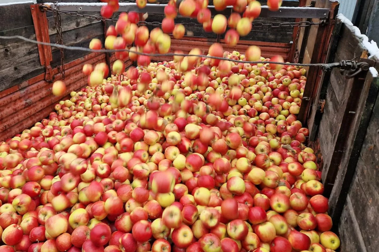 jabłka przemysł