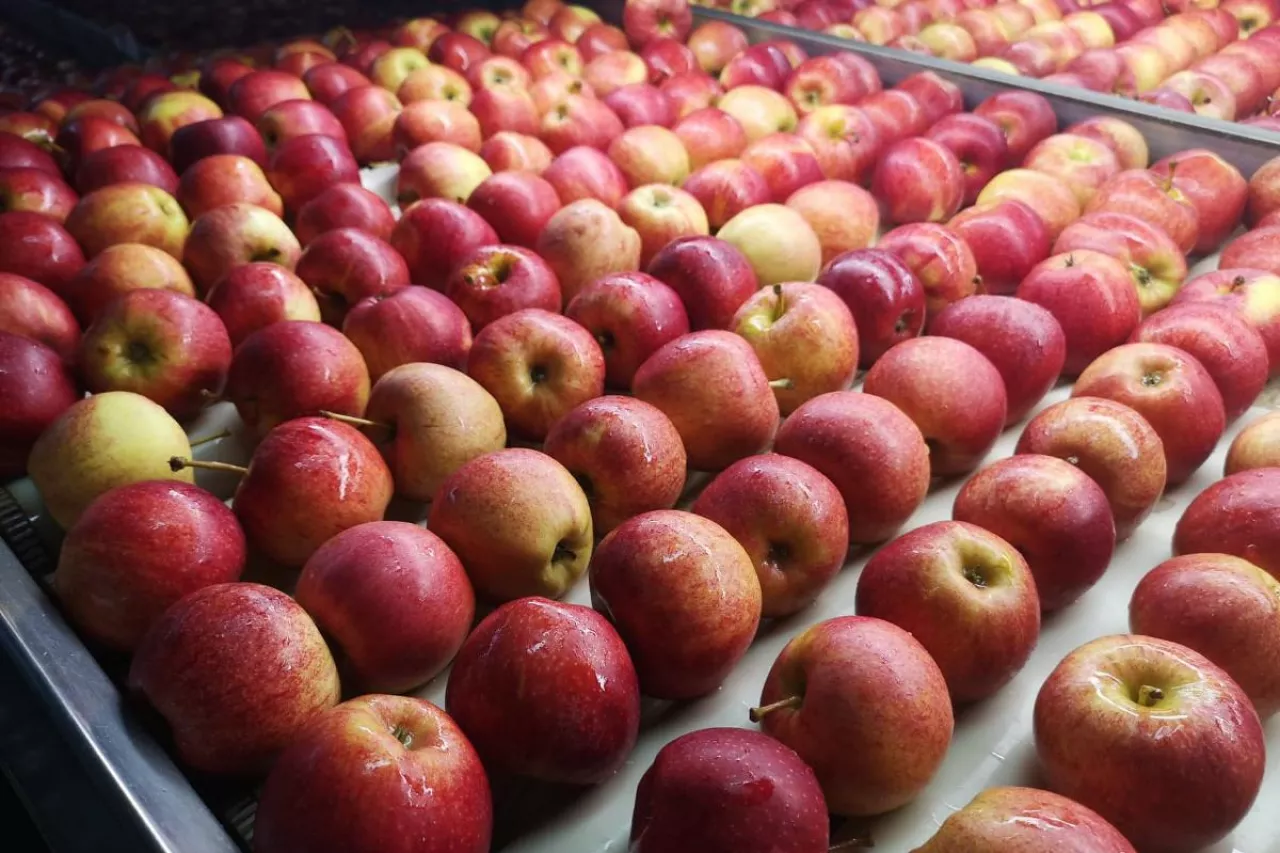 eksport jabłek będzie wznowiony