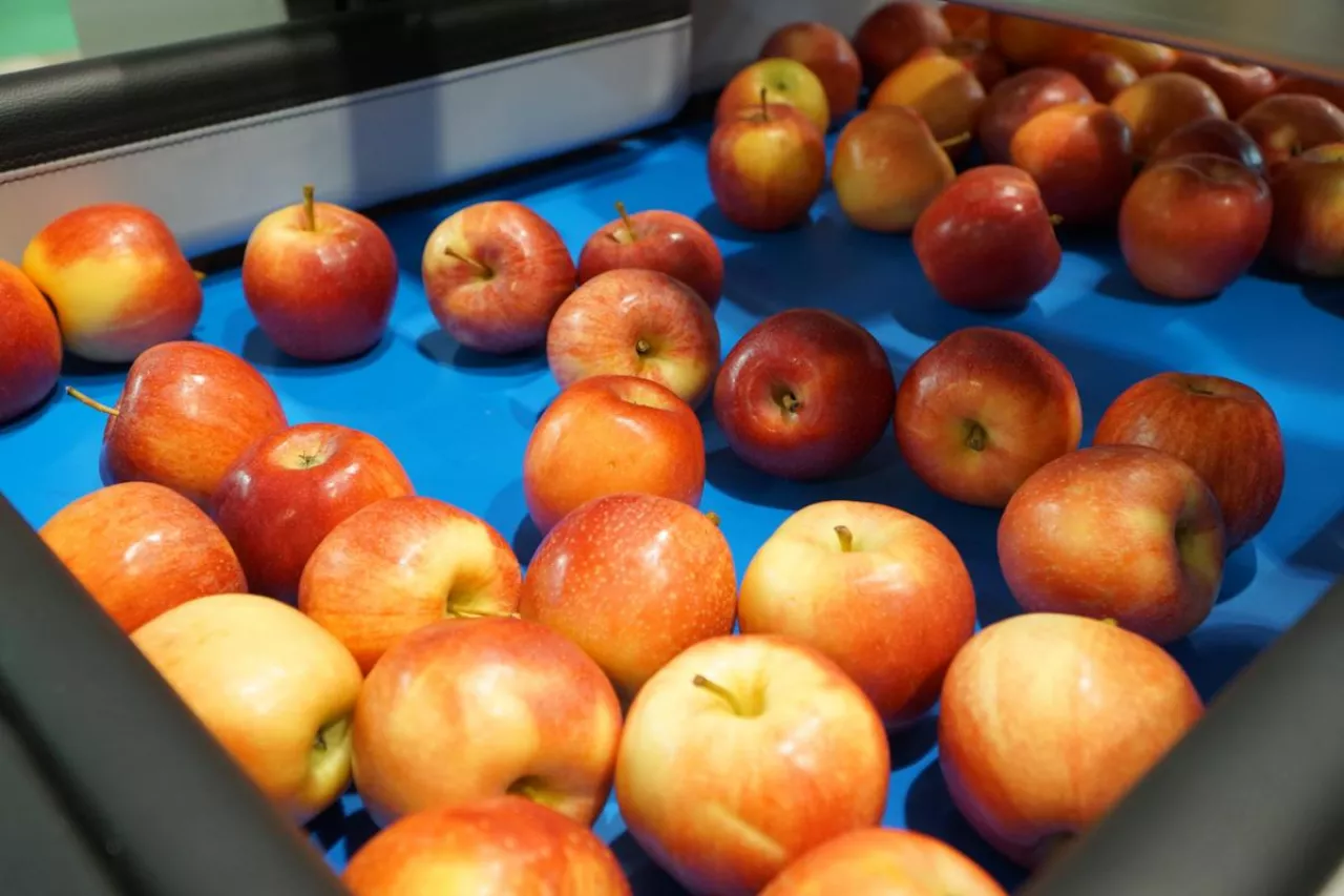 jabłka sortowanie
