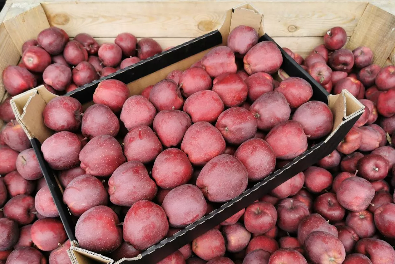 jabłka na sortowanie