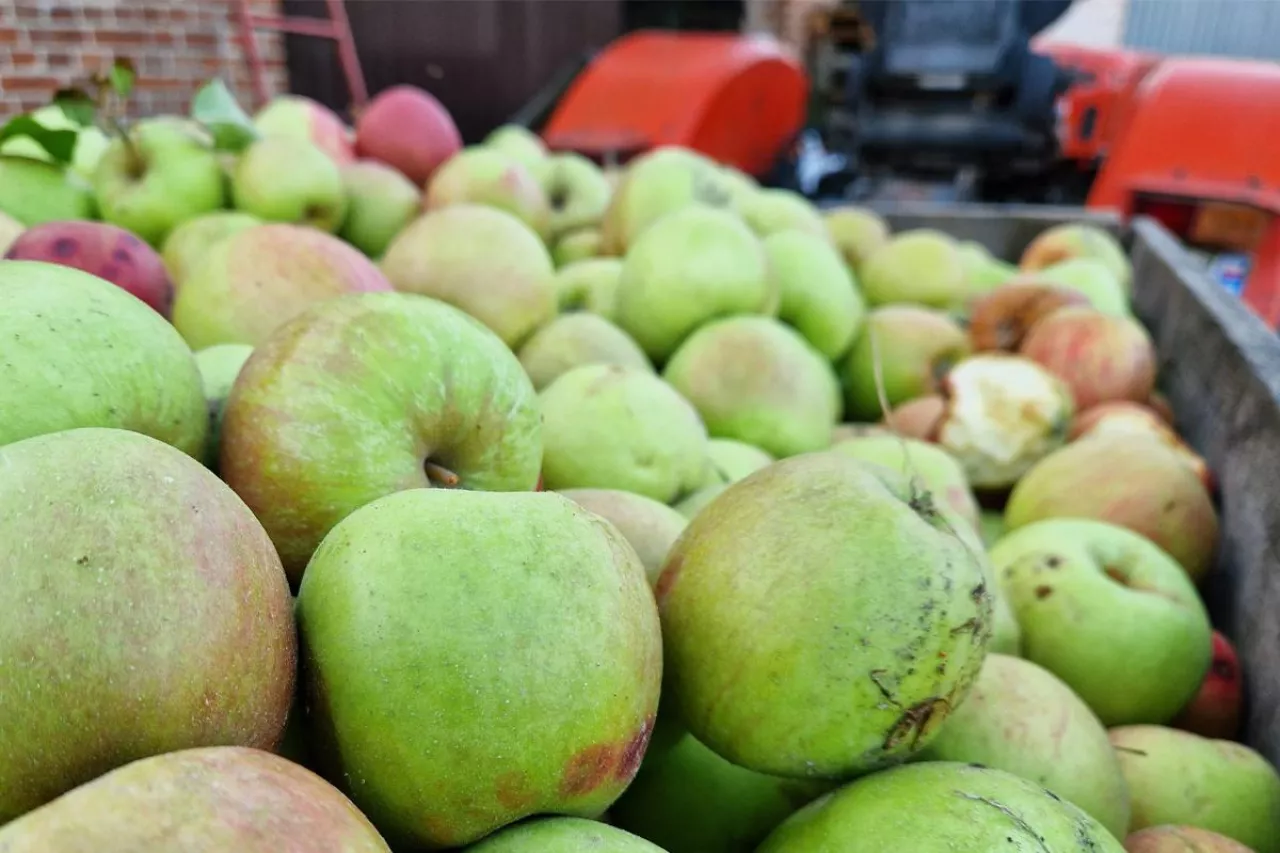 jabłak na przemysł