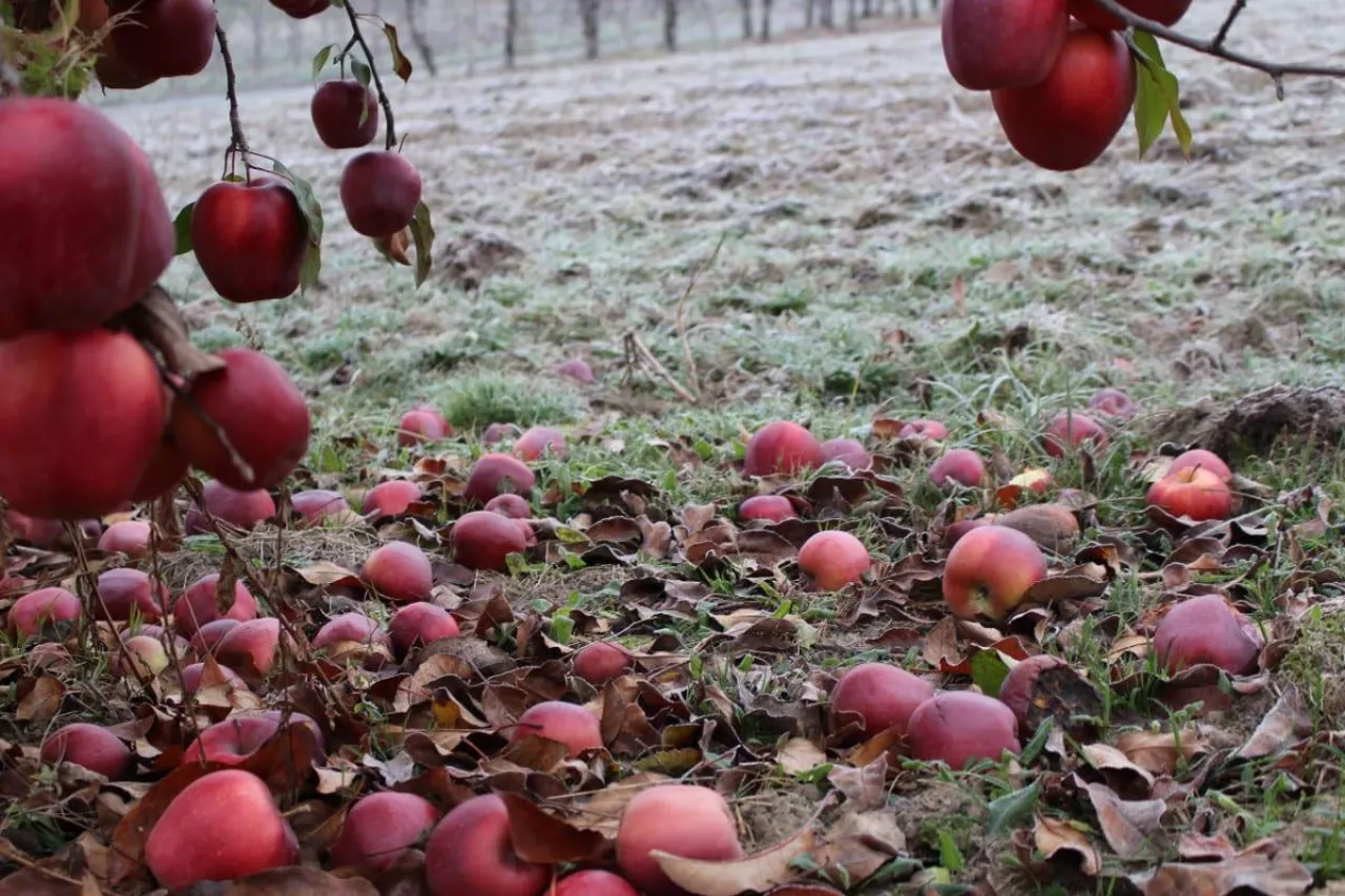 przymrozki jesien 2023