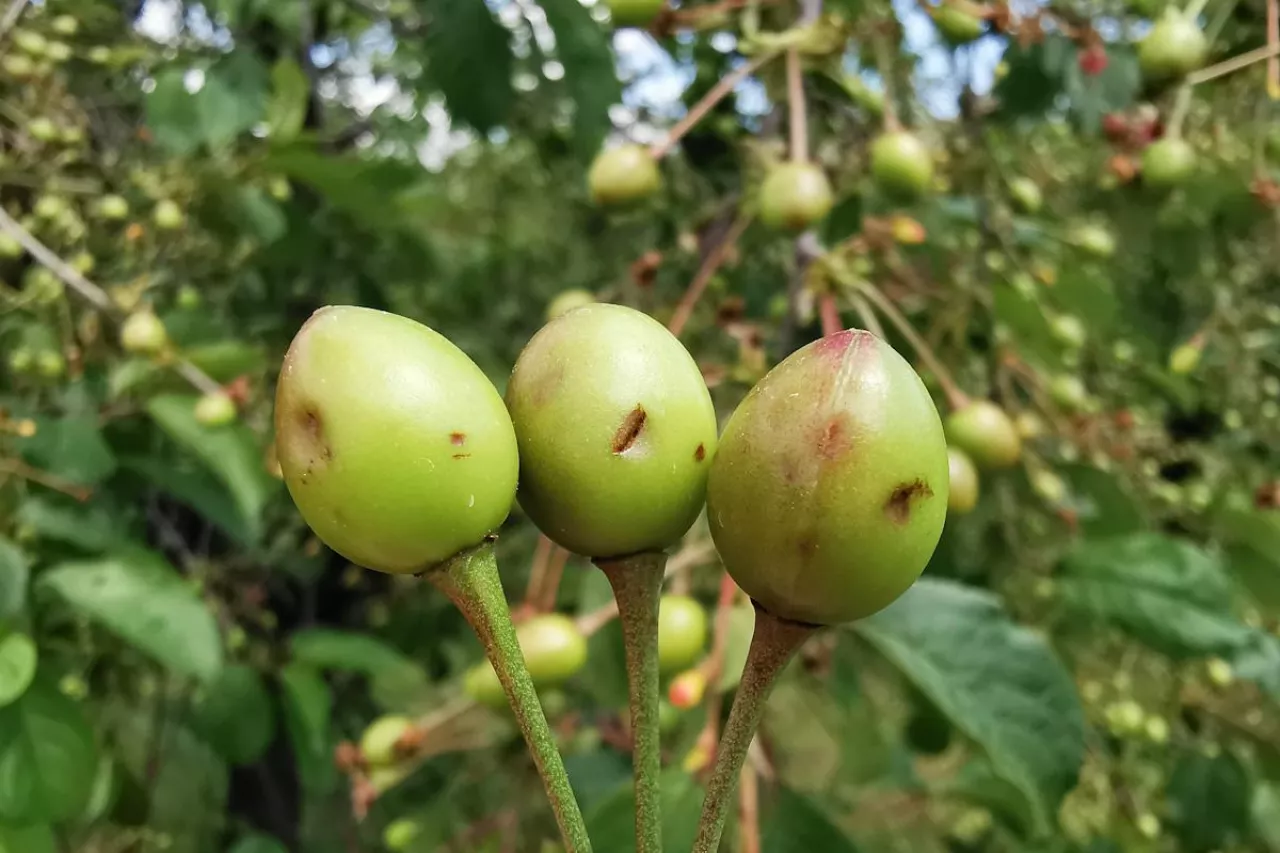 uszkodzenia po gradzie