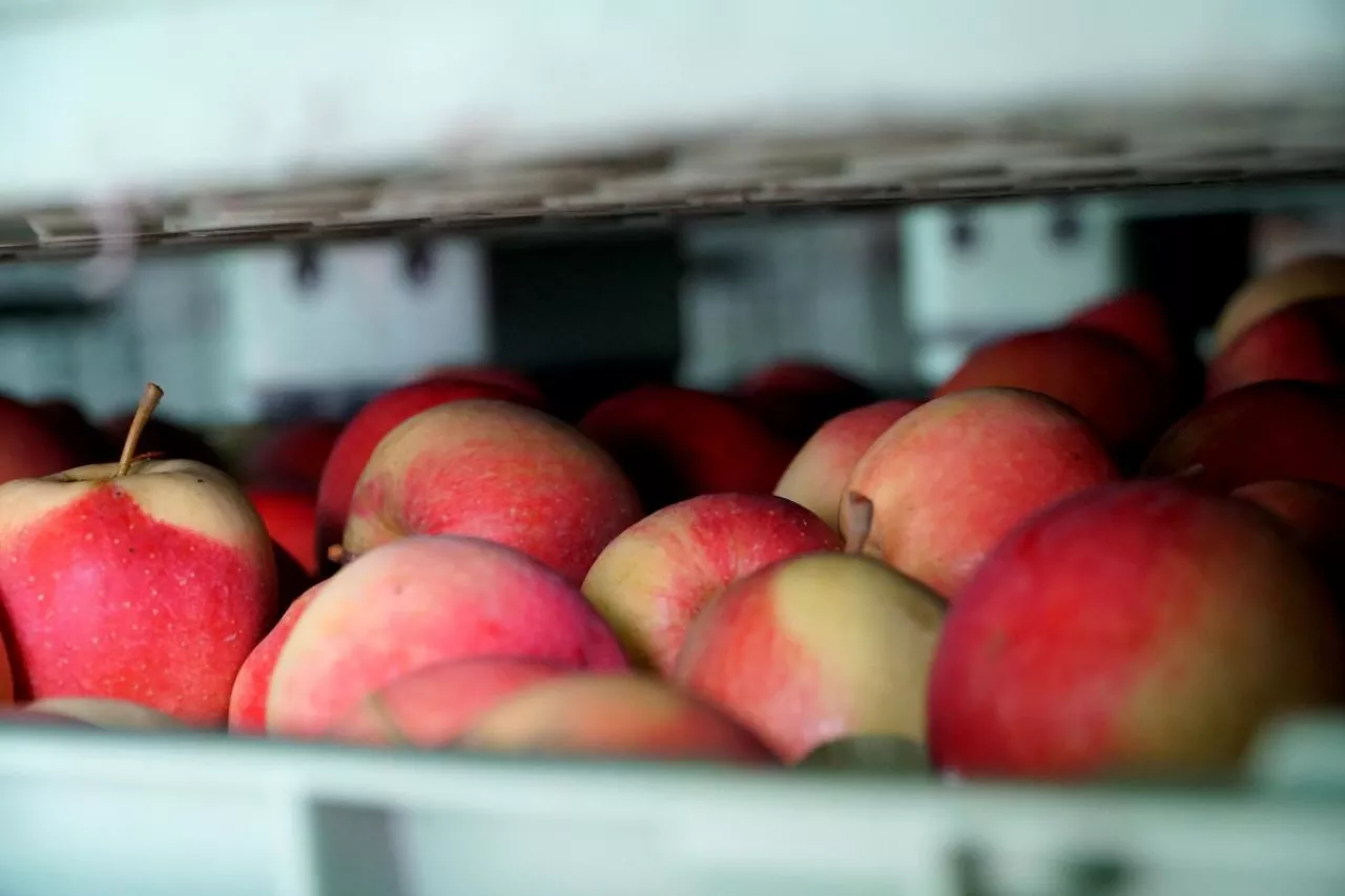 przechowywanie jabłek