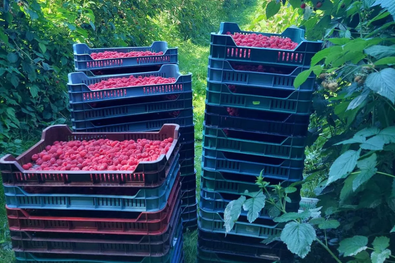 ceny malin jakie ceny w szczycie sezonu