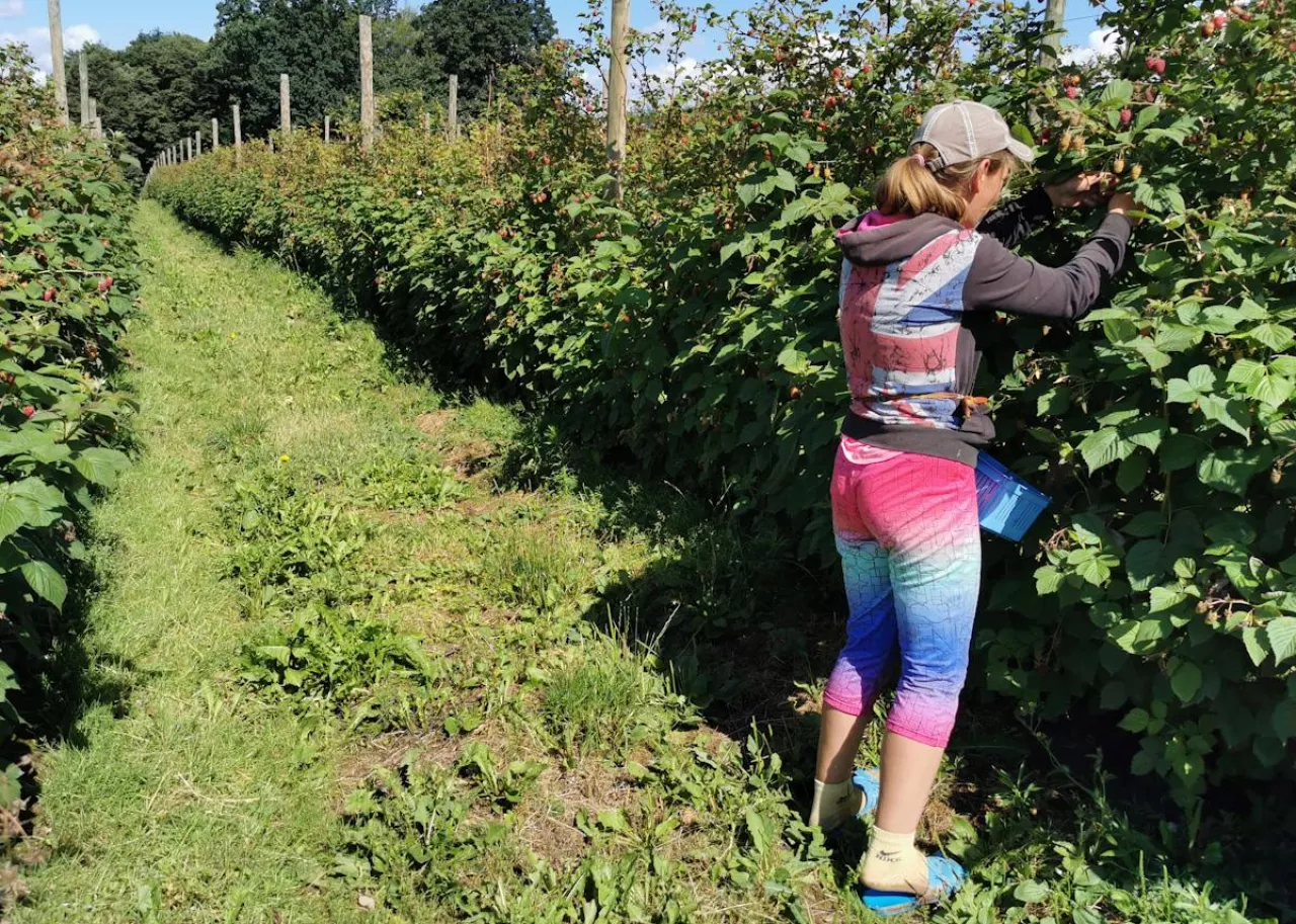 kilogram malin letnich