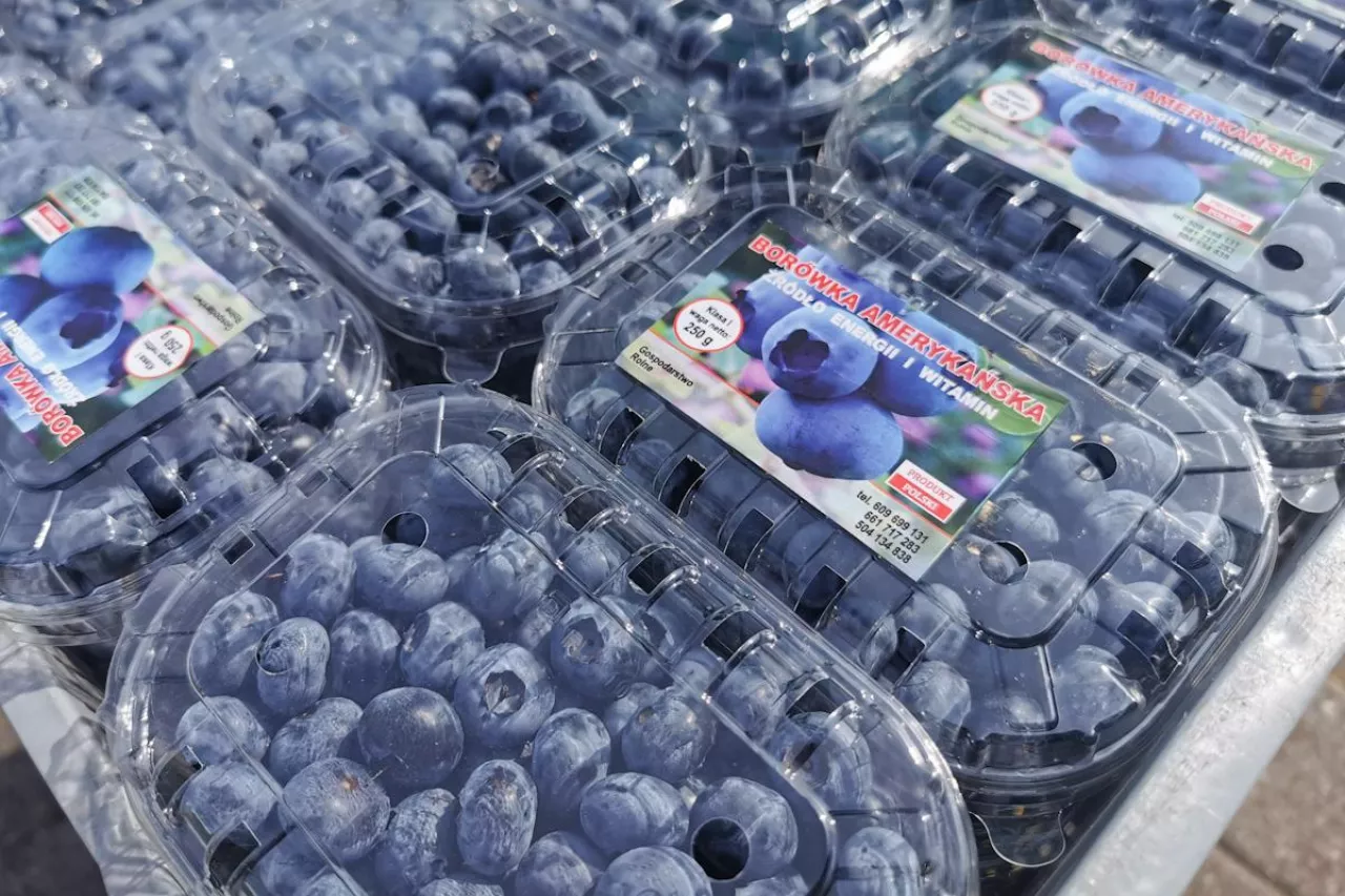 borówki