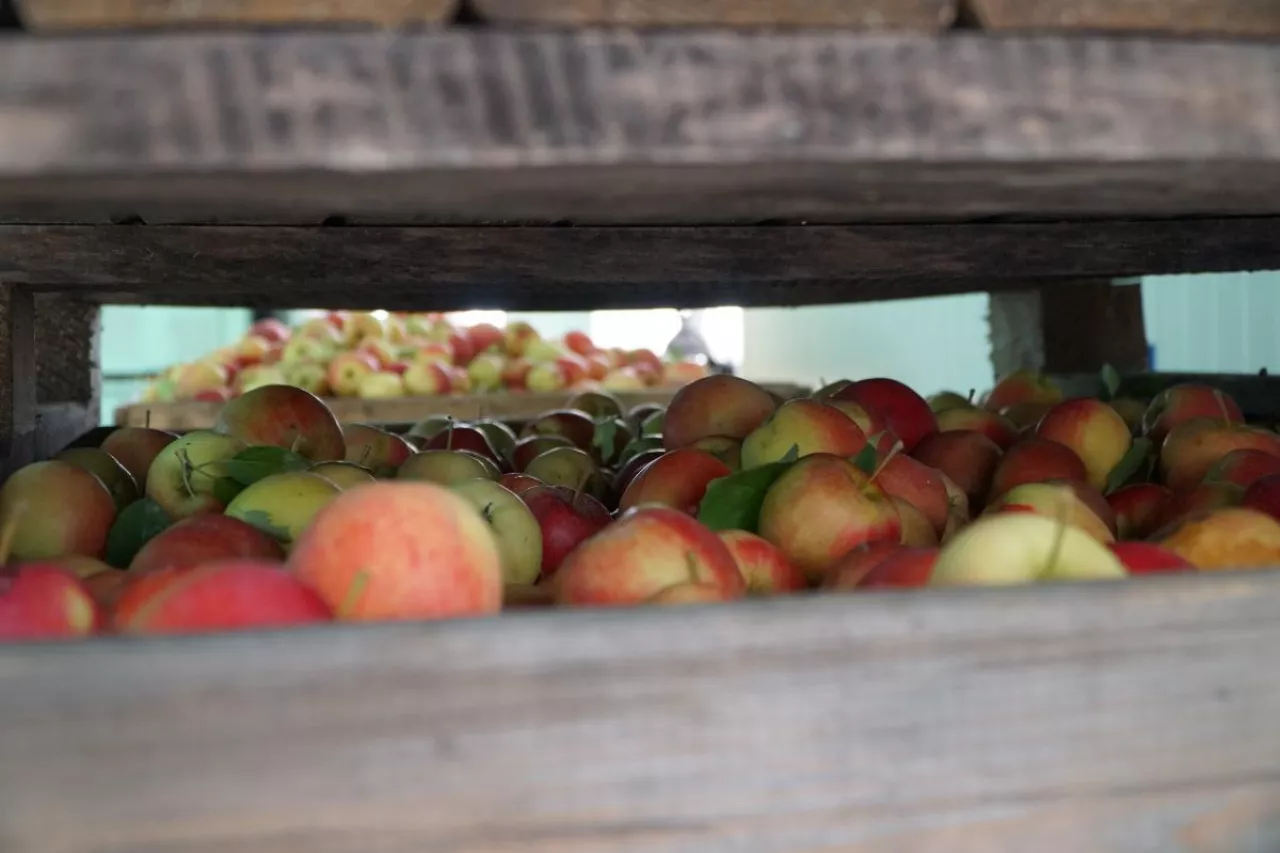 jabłka do przetwórstwa