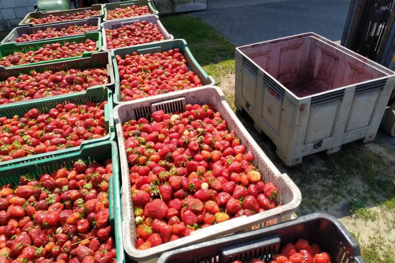 ceny truskawek na tłoczenie