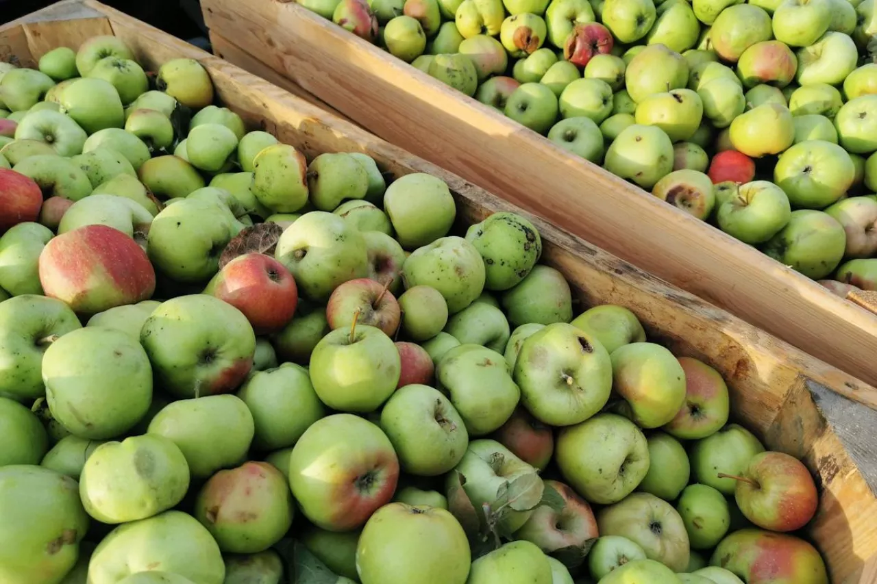 jabłka przemysłowe