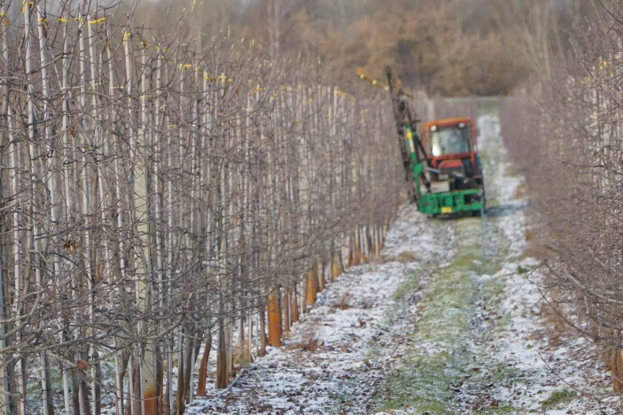 cięcie mechaniczne jabłoni