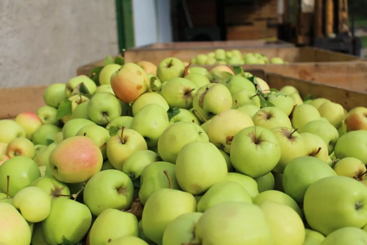 jabłka przemysłowe