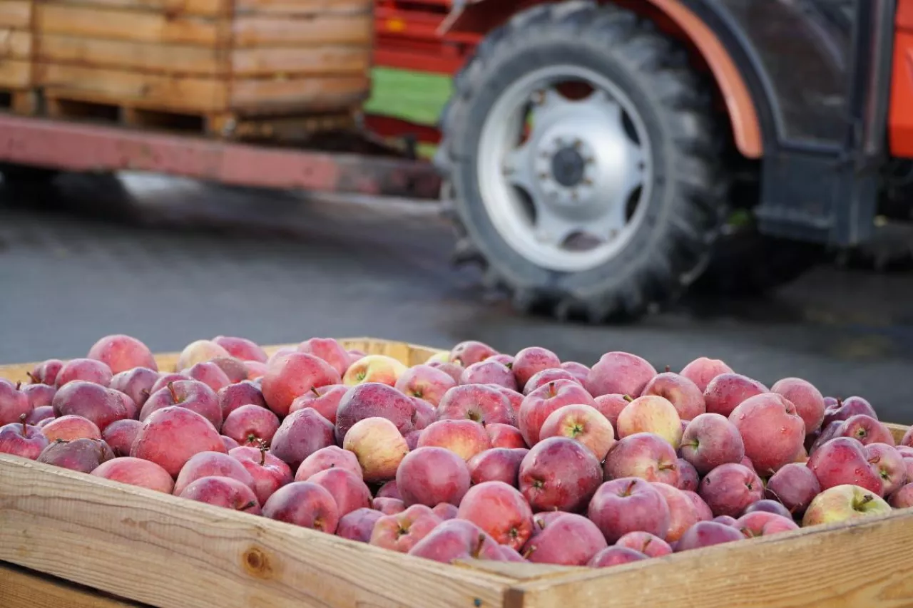 cena minimalna jabłek