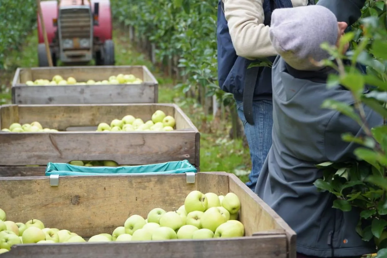 zbiory jabłek