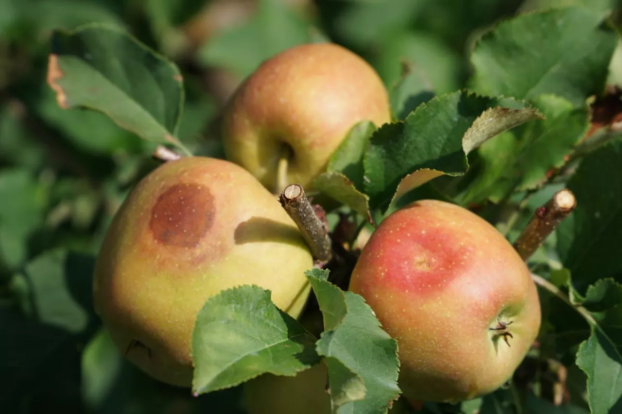 oparzenia sloneczne na jablkach
