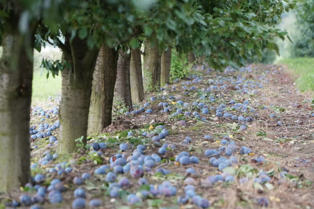 sliwki leżace pod drzewami