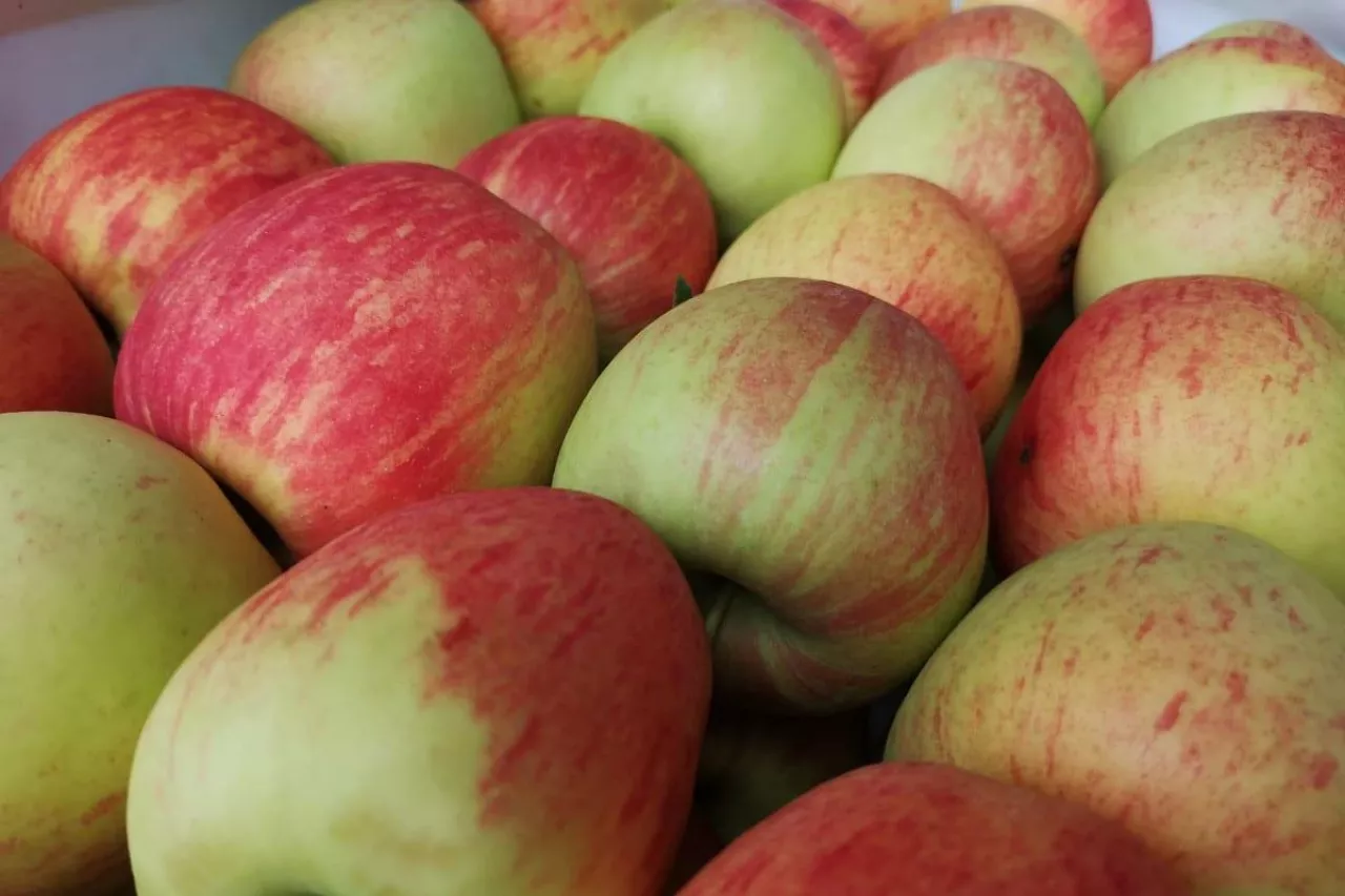 Celeste odmiana jabłon