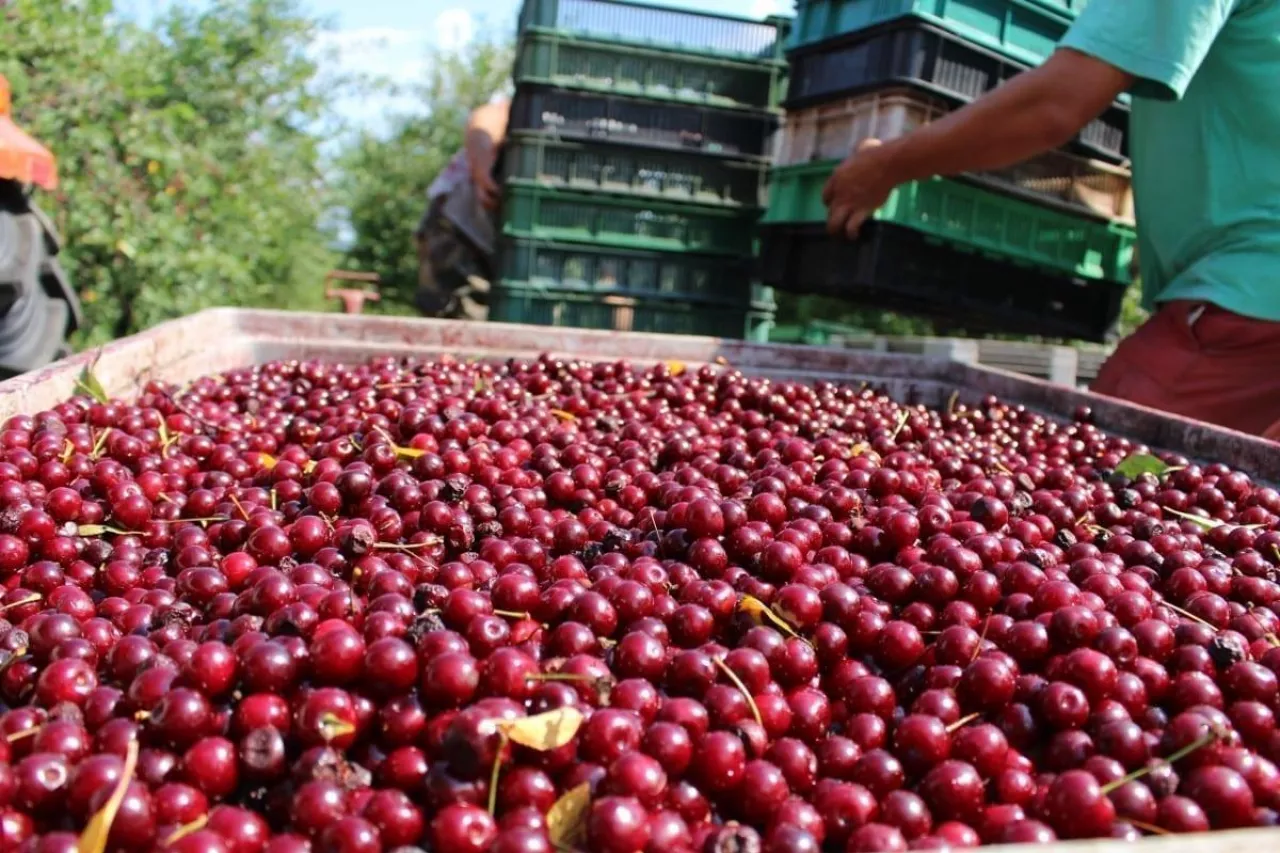 wiśnie Holding Narodowy