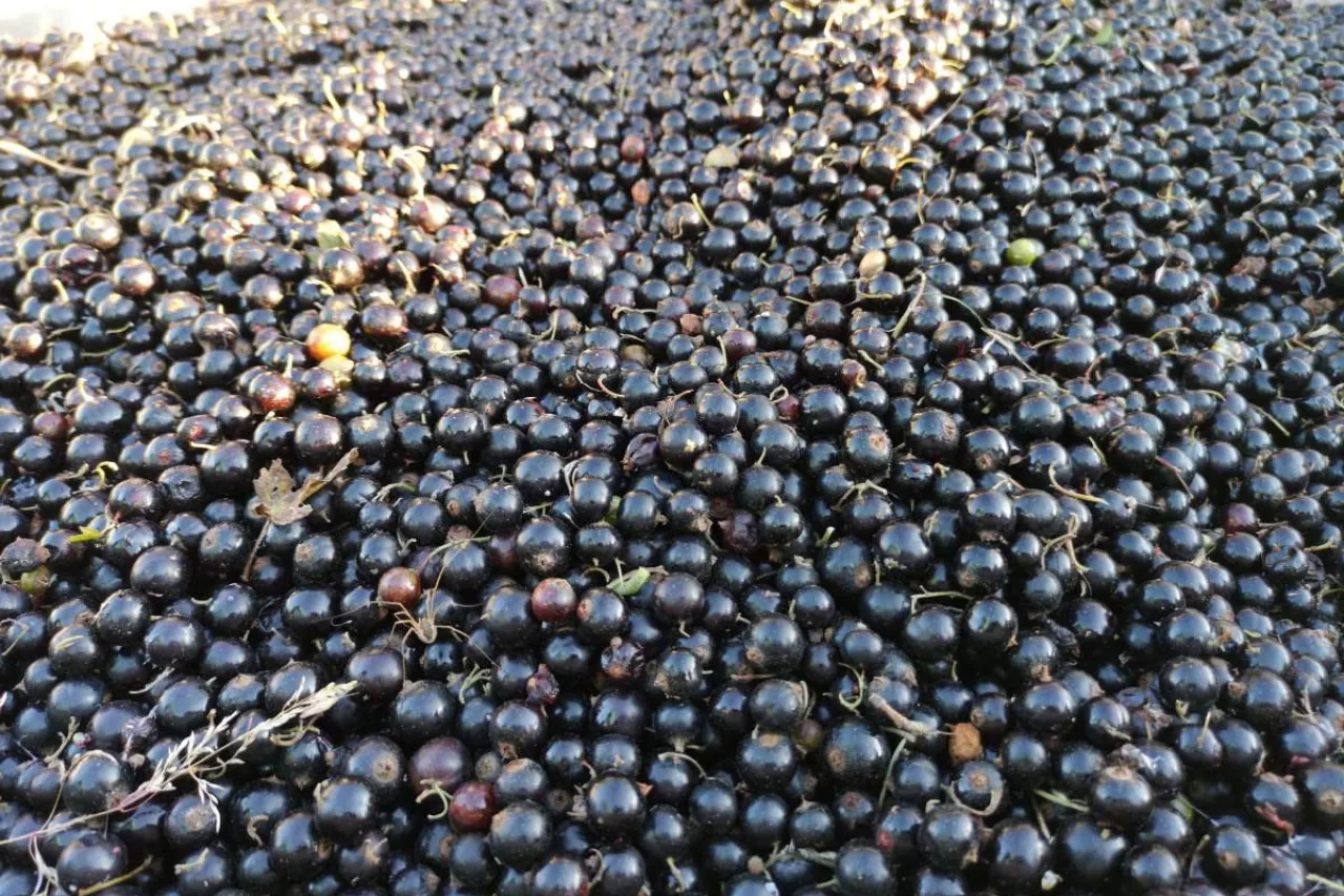 czarna porzeczka skup