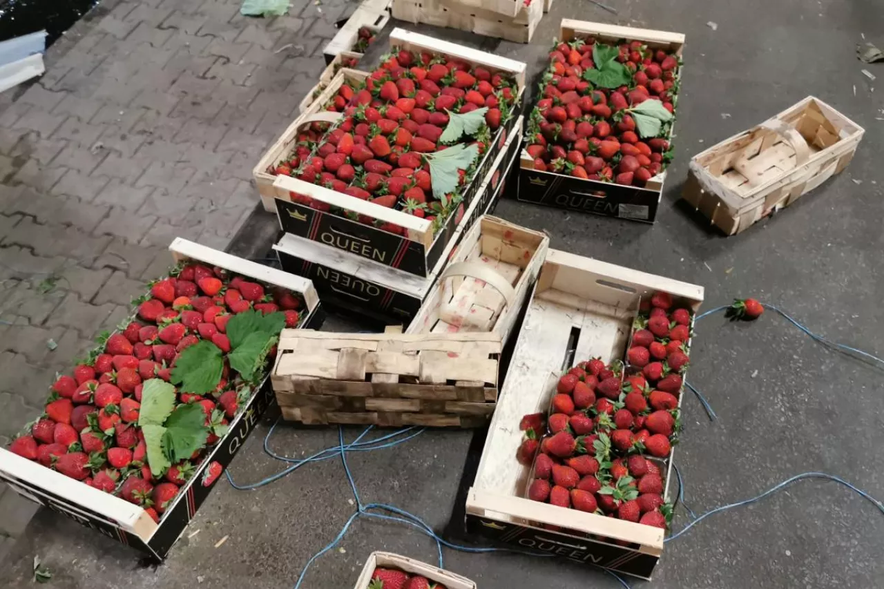 polskie truskawki sfałszowane