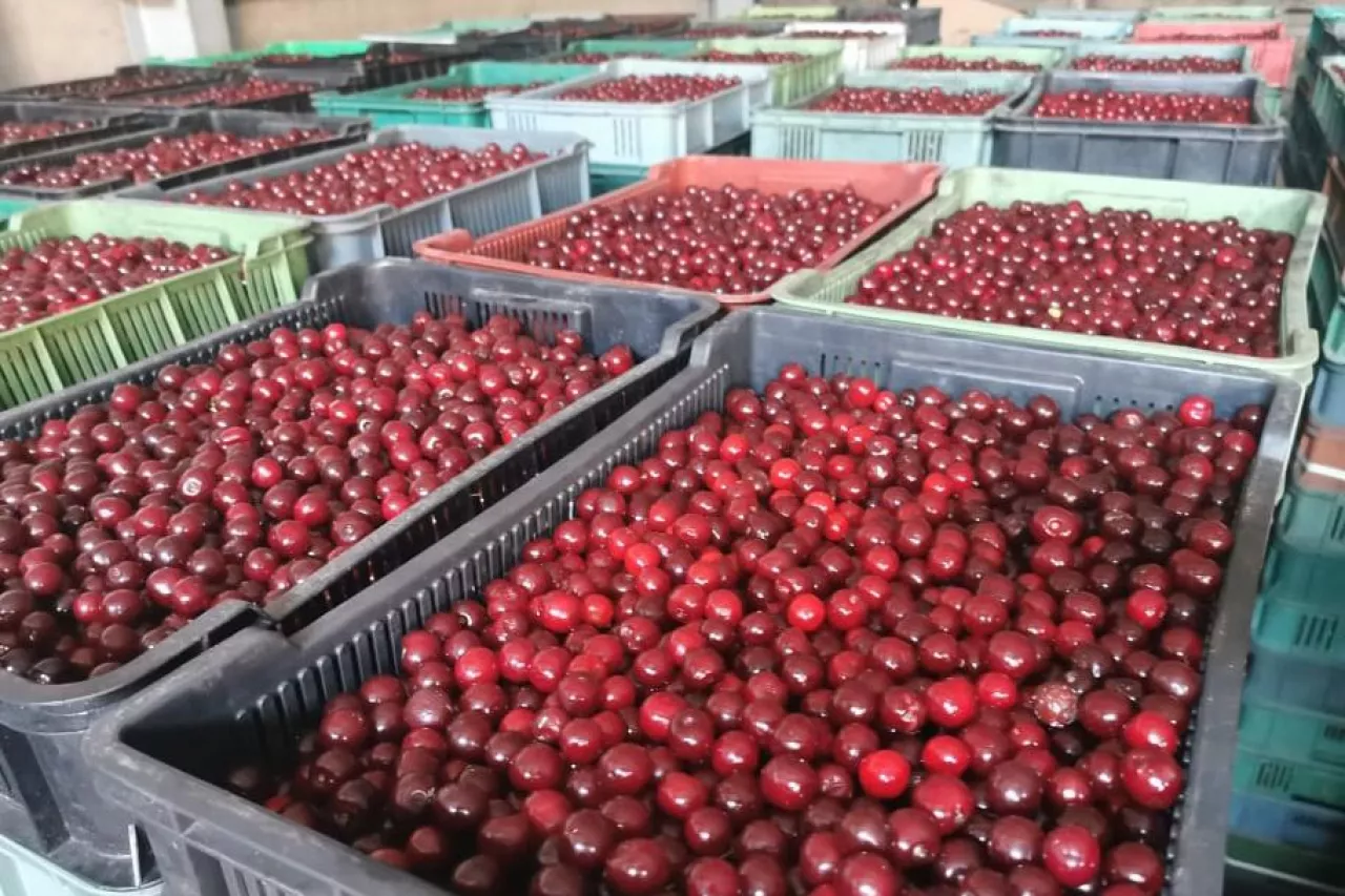 wiśnie na mrożenie