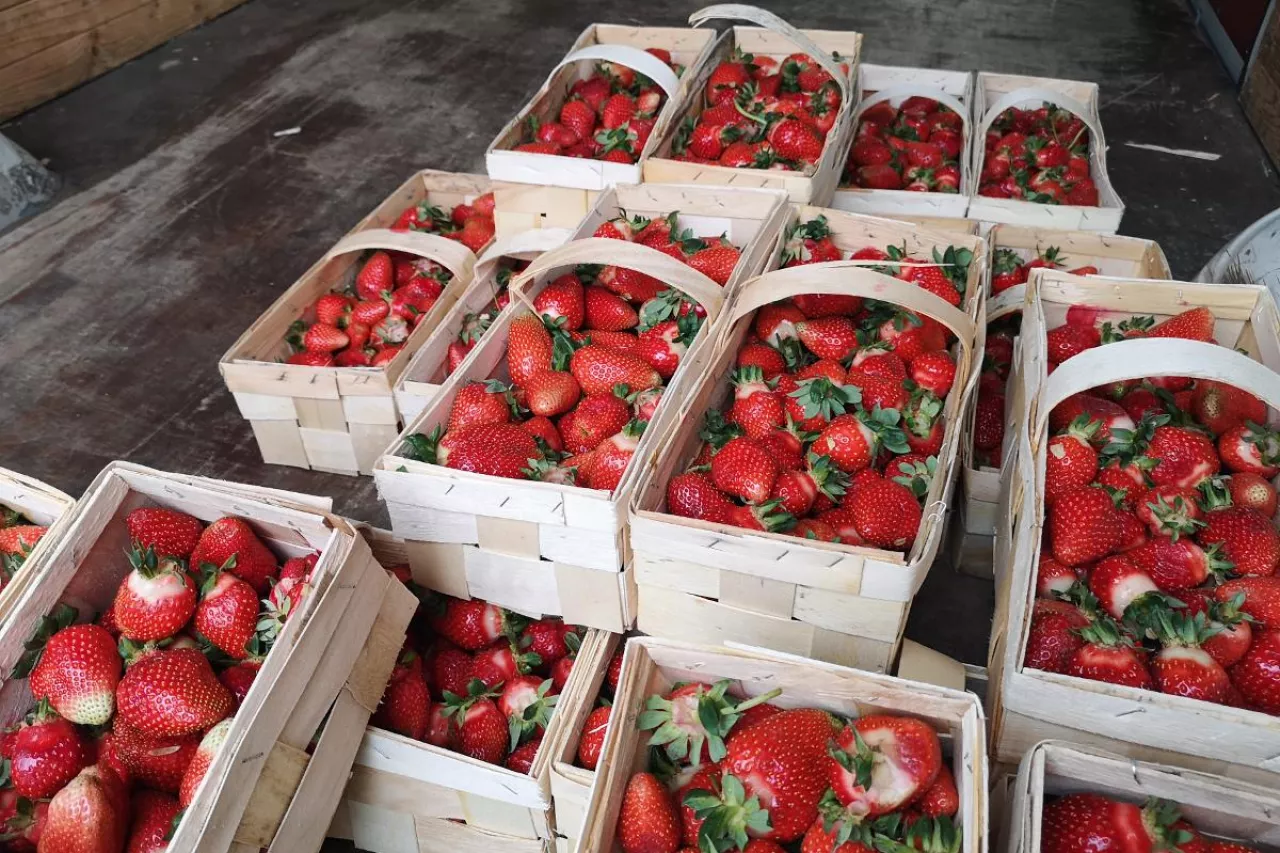 aktualne ceny truskawek w hurcie