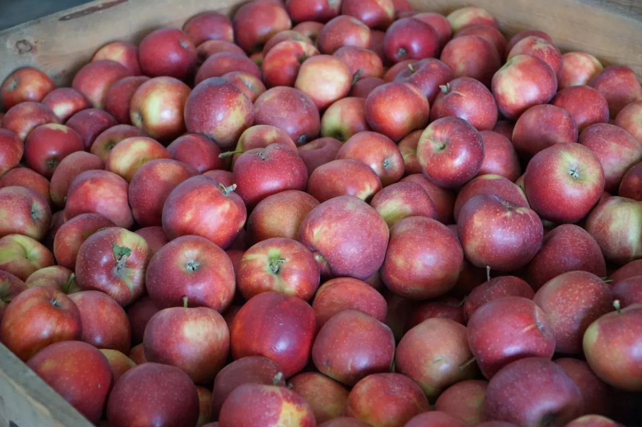 jabłka deserowe wycofane do przetwórstwa