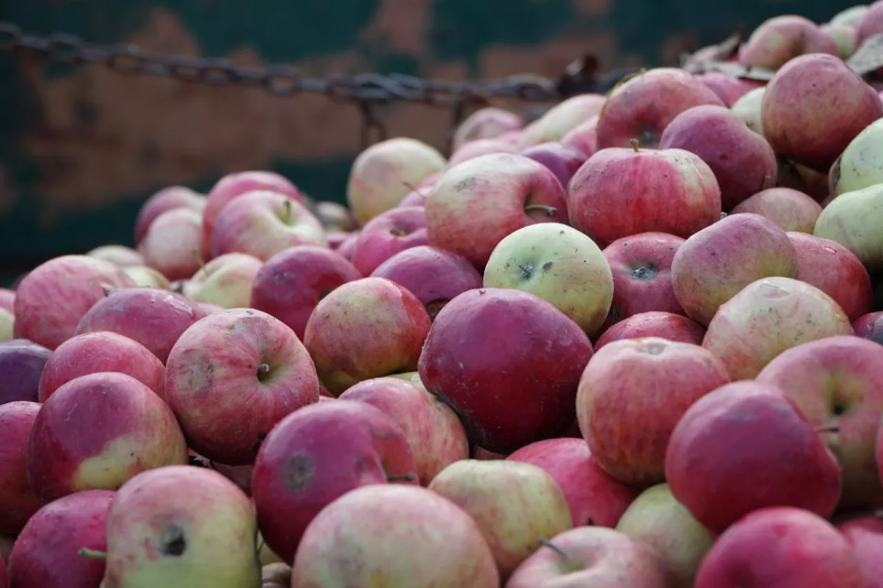 jablka przemysłowe