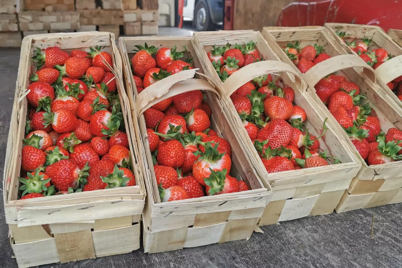 łubianki na truskawki