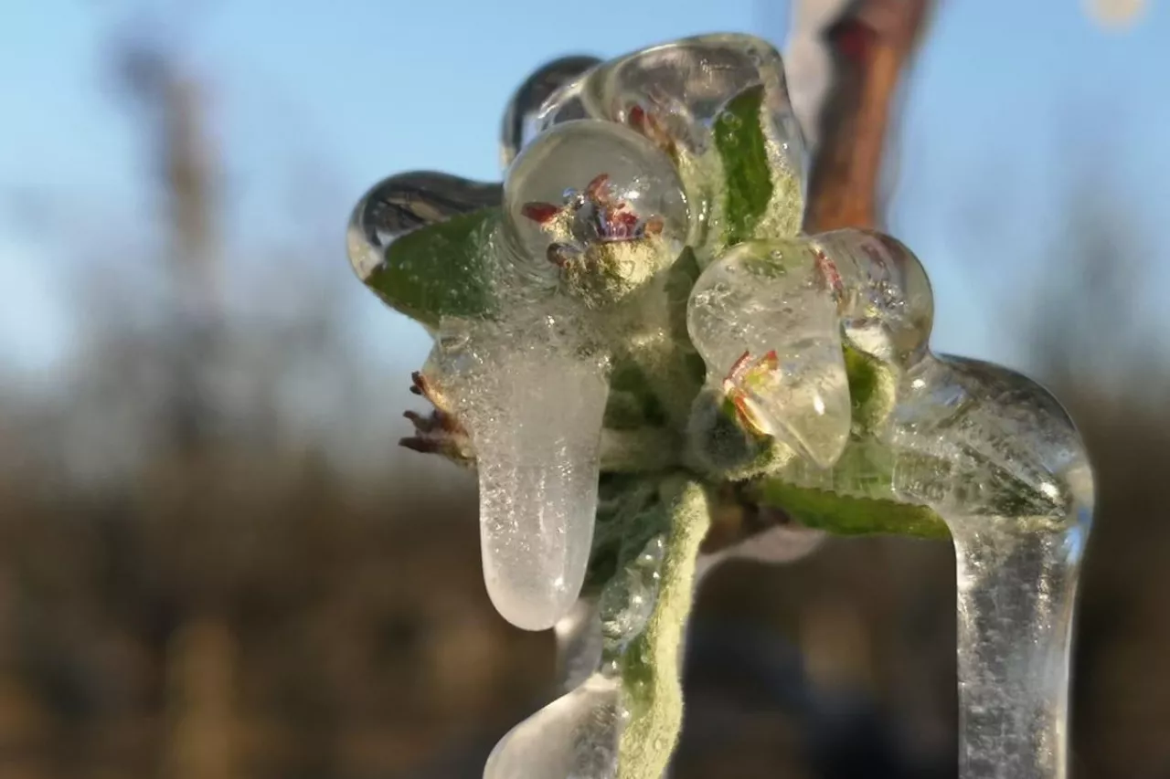 przymrozki wiosenne 2020