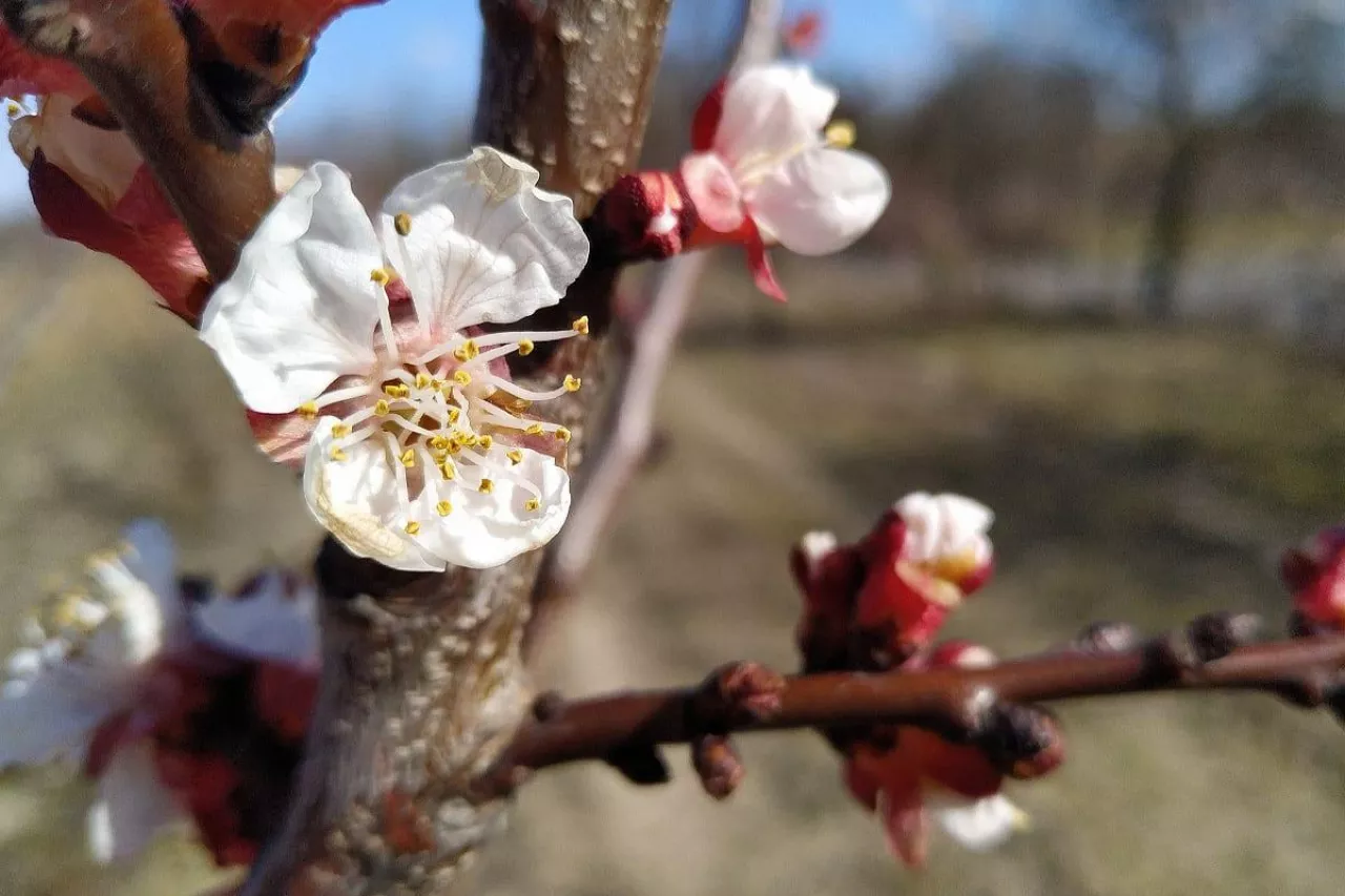 przymrozki 2020 i uszkodzenia na morelach