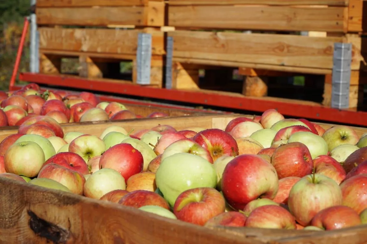 jabłka przemysłowe