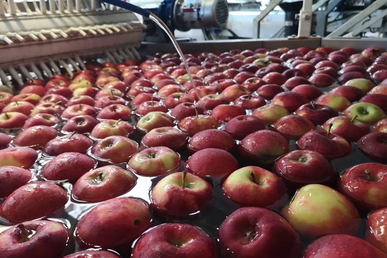 jabłka eksportowe