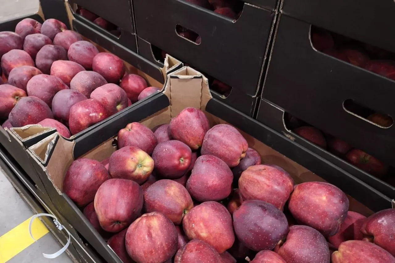 ceny jabłek w grupach producenckich