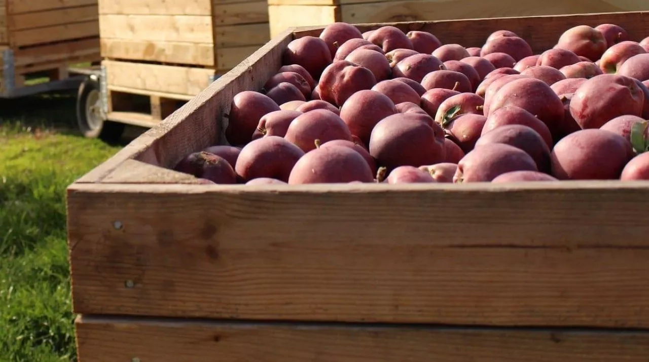 Jabłka deserowe 2020 - skup i ceny