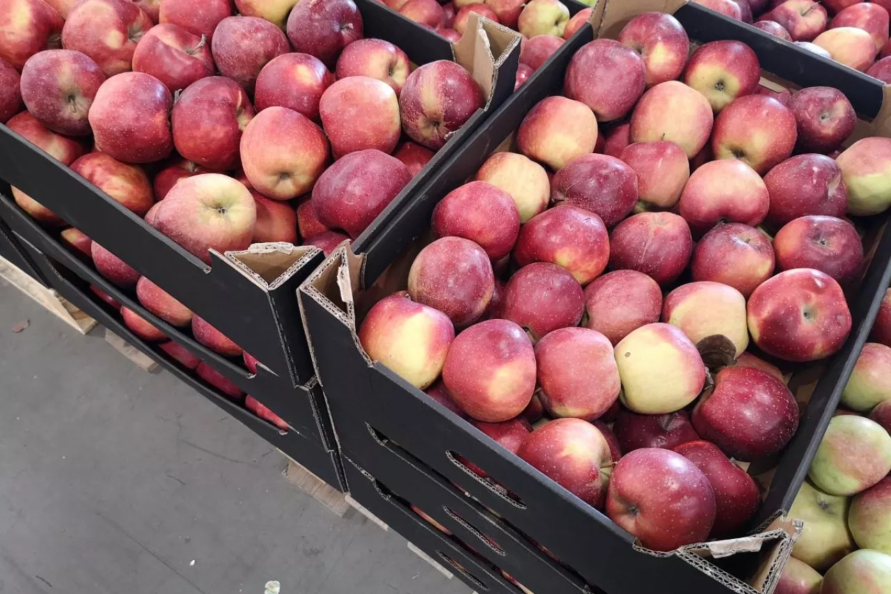 jablka deserowe dla wosjka