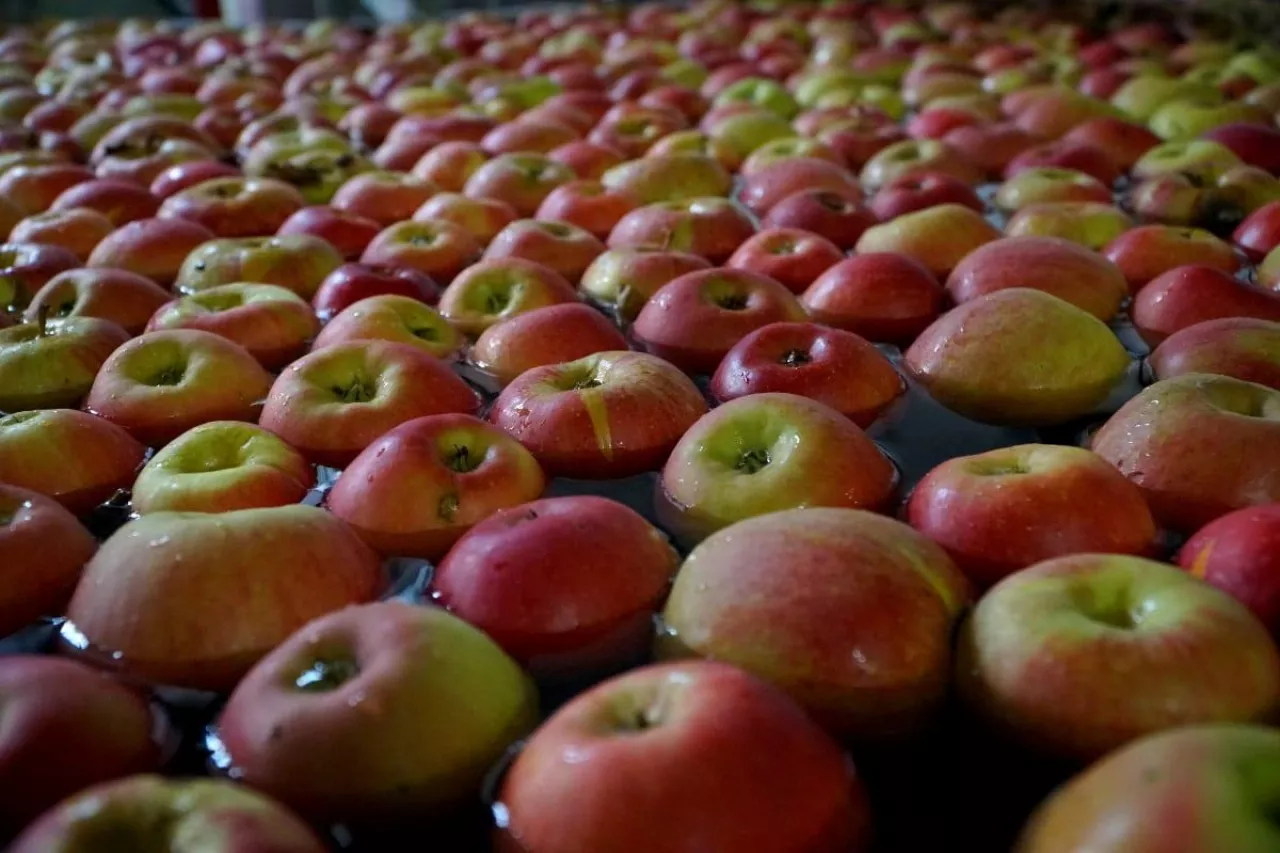 jabłka w grupach producenckich