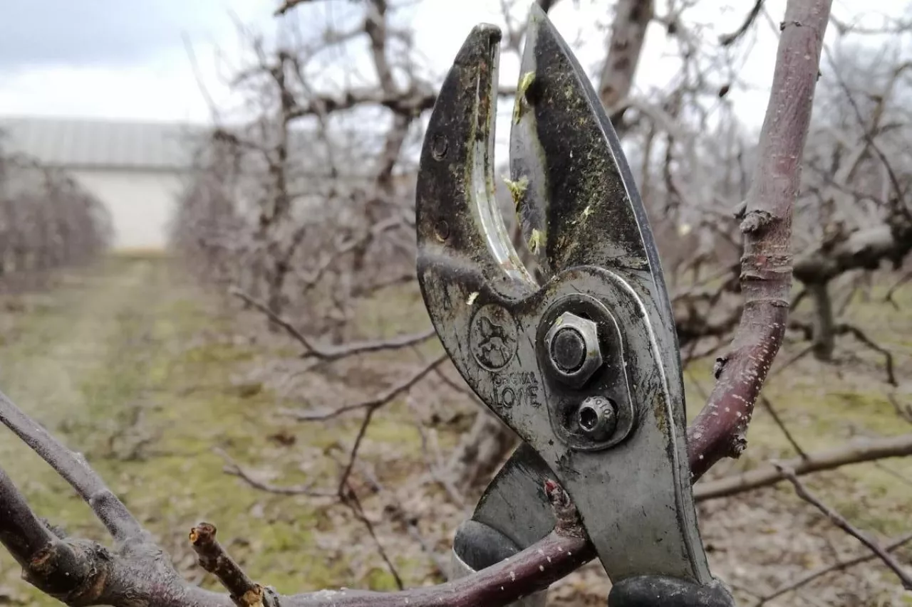 cięcie zimowe jabłoni