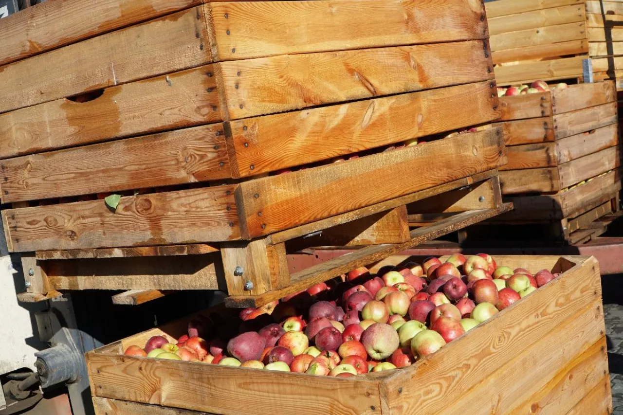 jabłka przemysłowe