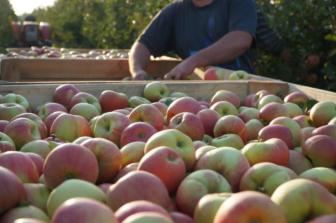 zbiory jabłek