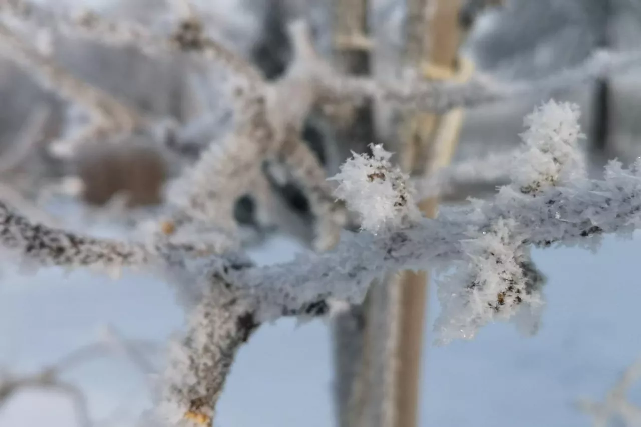 mroz prognoza pogody